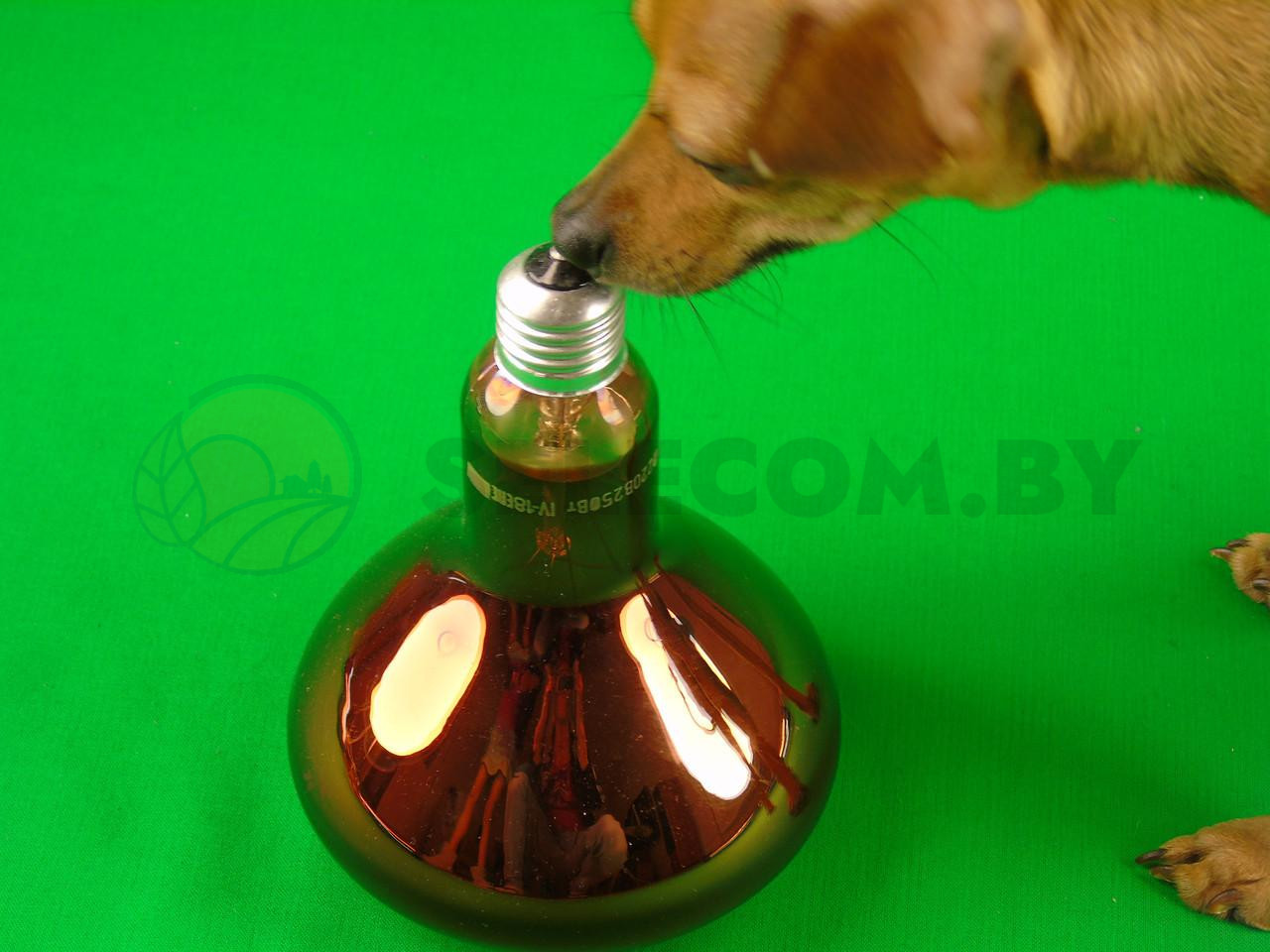 Лампа инфракрасная для  обогрева  250 Вт 4
